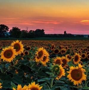 Meet your Posher, Igna